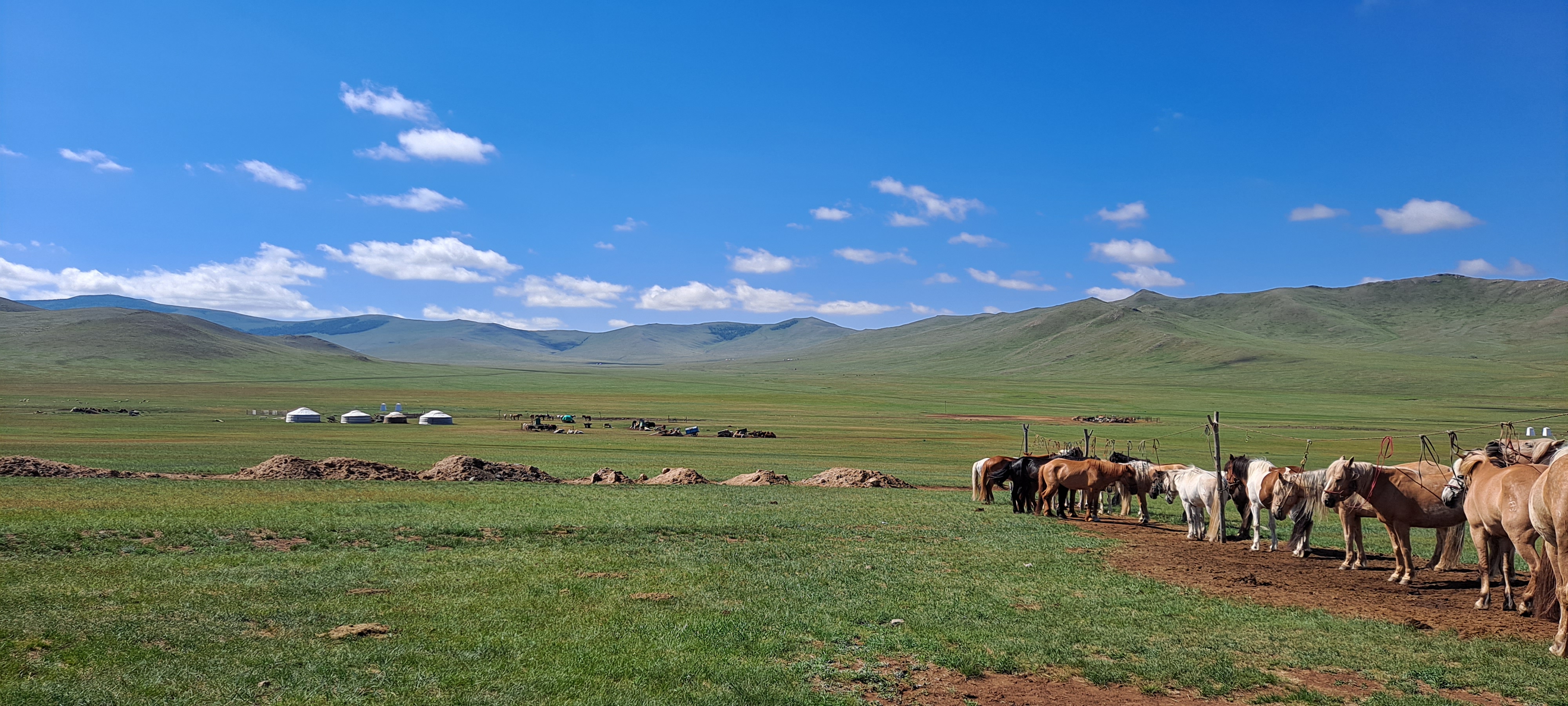 Wild Przewalski takhi horses at Khustai National Park