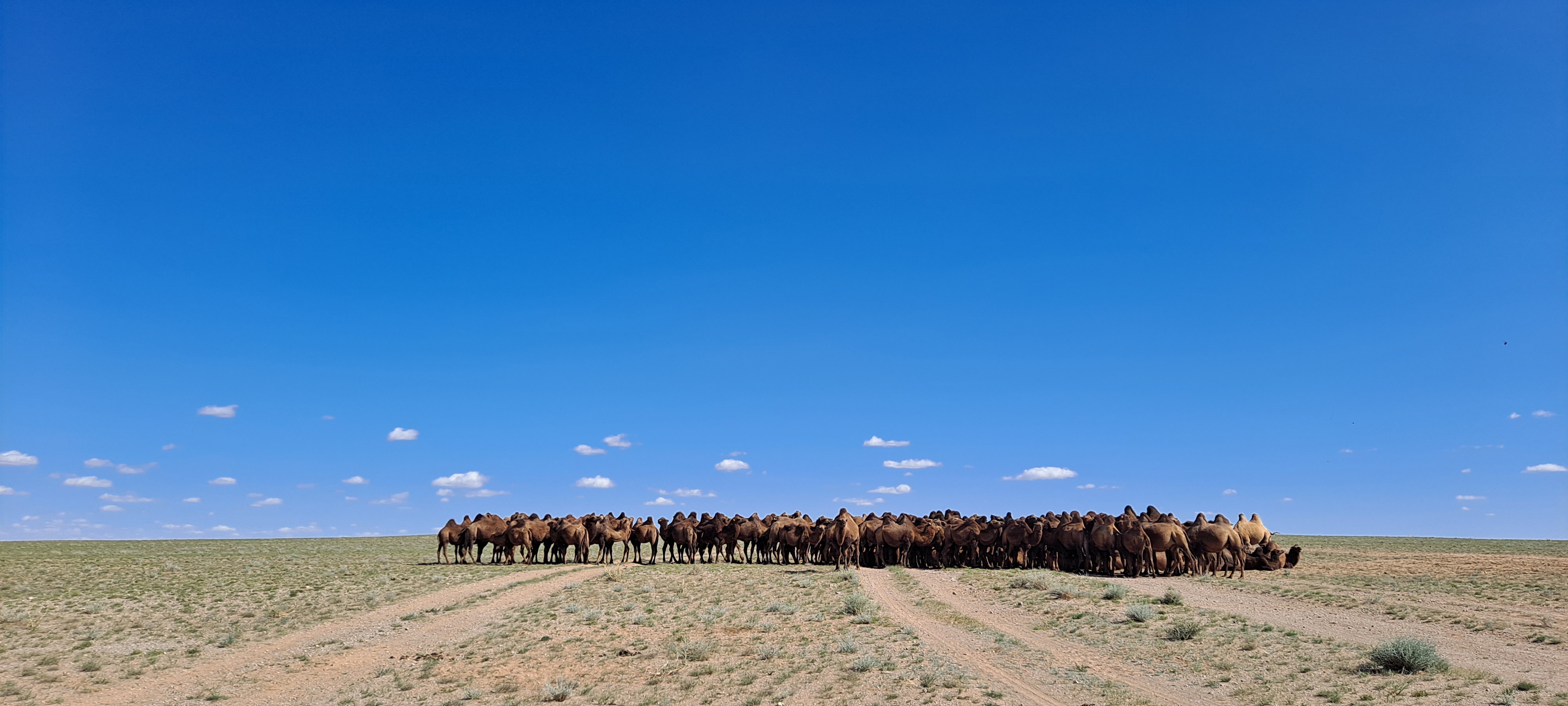 Bactrian camel herd on the Gobi steppe
