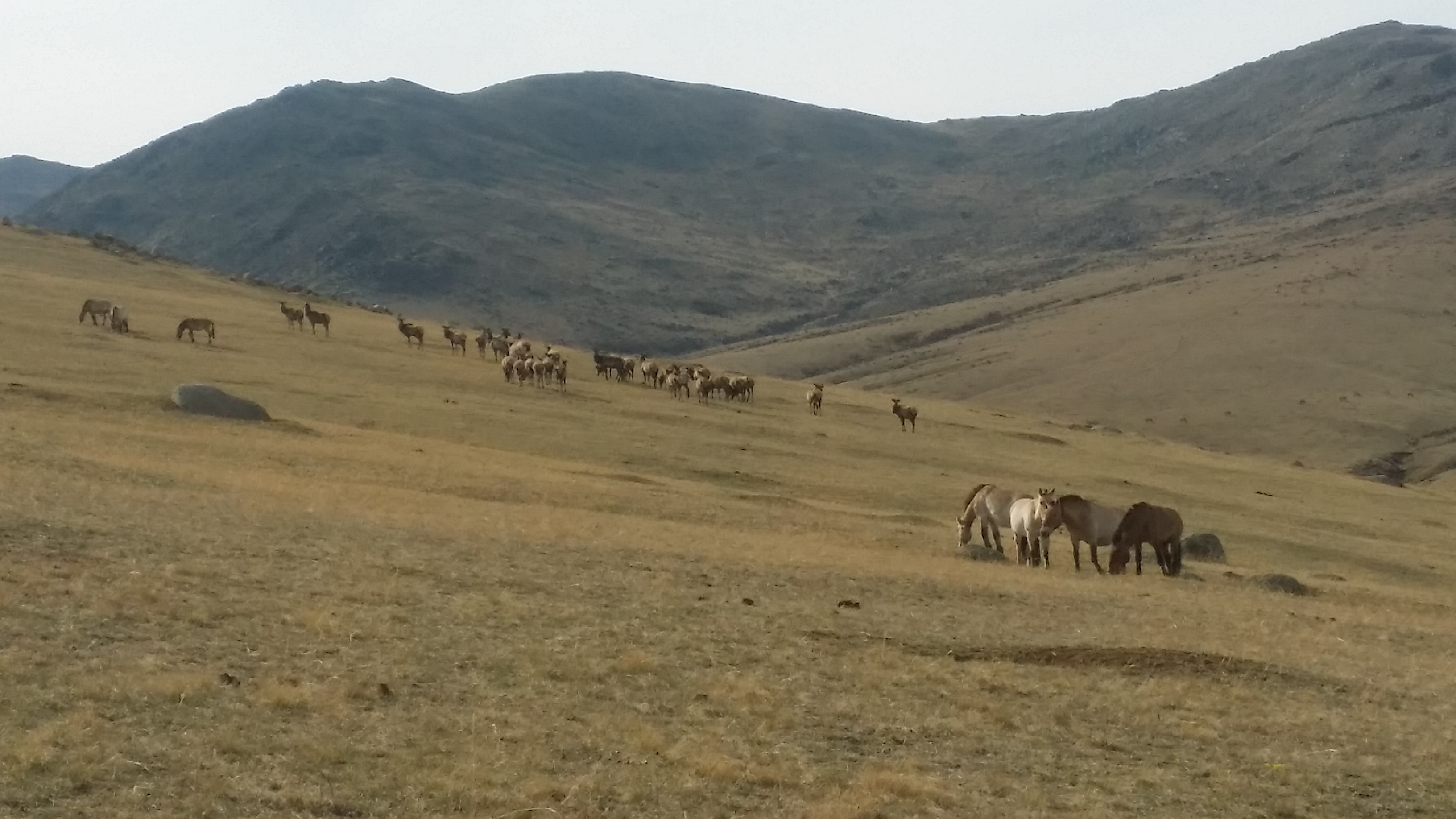 Silhouette of riders at sunset on the steppe
