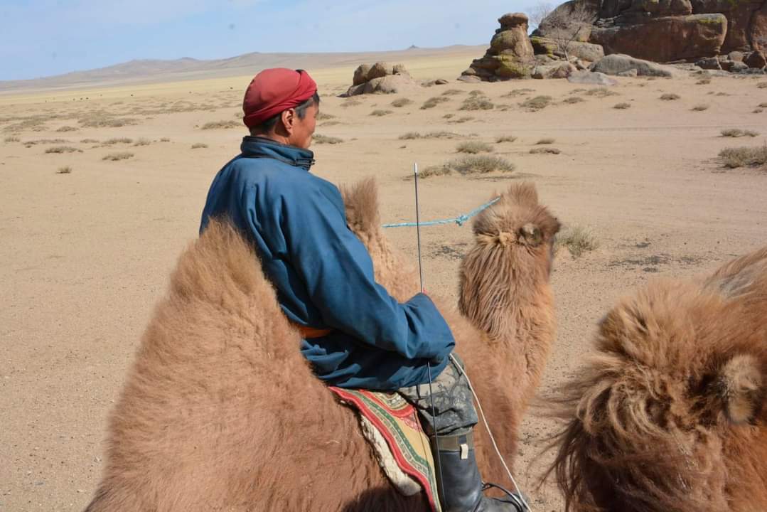 Morning herding of sheep and goats across the grasslands